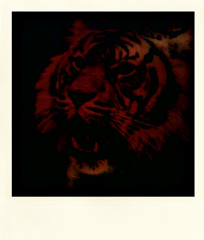 Tigre